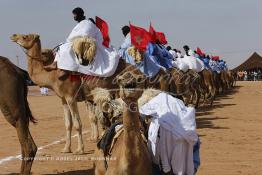 Image du Maroc Professionnelle de  Des hommes du désert s’apprêtent à une course de chameaux organisé dans un site désertique sur lequel la ville de Tan Tan a toujours accueilli la majorité des tribus et des grandes familles nomades du désert lors d'un grand Moussem, Samedi 7 Septembre 2013. Le festival parrainé par l'UNESCO rassemble des milliers de nomades du Maroc. (Photo / Abdeljalil Bounhar) 